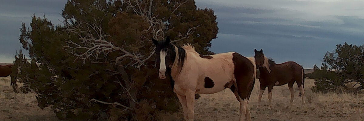 Wild Horses Nearby